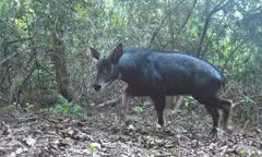 Phát hiện loài động vật cực kỳ quý hiếm tại Đắk Lắk