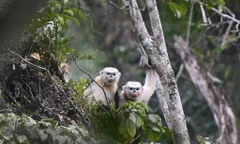 Ghi nhận loài Voọc cực kỳ quý hiếm, cả thế giới chỉ tìm thấy ở Việt Nam