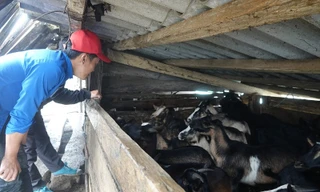 Lạnh tê tái, người vùng cao quấn chăn, đốt lửa sưởi ấm cho vật nuôi