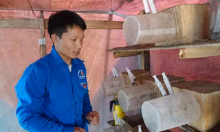 Những thanh niên “liều lĩnh” nuôi ong đất thành công ở vùng cao Lào Cai.