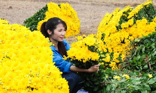 Sắc vàng cúc kim cương phủ kín làng hoa những ngày giáp Tết