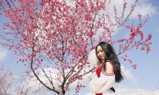 Hoa anh đào Mường Phăng bung nở rực rỡ 