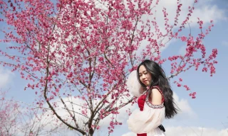 Hoa anh đào Mường Phăng bung nở rực rỡ 