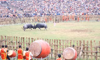 Những màn 'so sừng' kịch tính tại Lễ hội chọi trâu Hải Lựu ở Phú Thọ