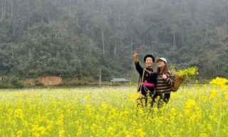 Tuyên Quang: Hoa cải nhuộm vàng thung lũng Bản Bung