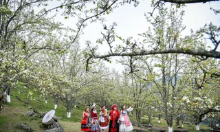 Du khách mê mẩn với sắc trắng hoa lê ở Tuyên Quang