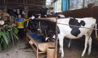 Dân nuôi bò sữa tại Phú Thọ 'cầu cứu' vì doanh nghiệp chấm dứt thu mua sữa nguyên liệu