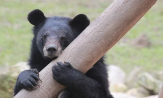 Nơi ‘hồi sinh’ những chú gấu từng bị nuôi nhốt để hút mật