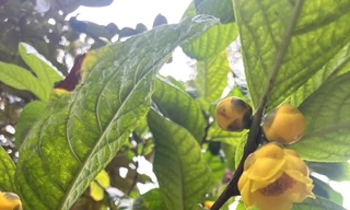 Cây dược liệu mở lối thoát nghèo cho đồng bào dân tộc thiểu số ở Phú Thọ