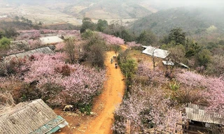 Sắc đào Lùng Cúng – bản tình ca của núi rừng Tây Bắc