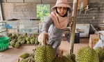 Sầu riêng rớt giá do... ông trời