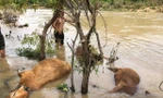 Nước dâng cao sau mưa lớn, nhiều gia súc ở Đắk Lắk chết bên bờ suối