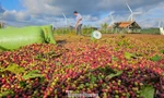 Một doanh nghiệp nhận ký gửi nông sản bị tố chiếm đoạt số tiền 'khủng'