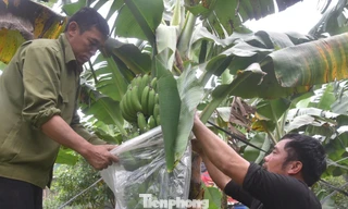 Chuối bãi bồi ven sông Hồng được mùa, giá tăng cao dịp áp Tết