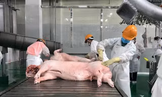 Phạt 320 triệu đồng công ty giết mổ gia súc lớn ở Hà Nội