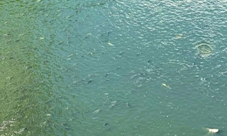 Bắt đầu dẫn nước từ hồ Tây, cá bơi tung tăng trên sông Tô Lịch