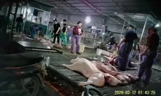 Vụ 300 tấn lợn bệnh tiêu thụ tại trường học, chợ đầu mối: Xem xét trách nhiệm cán bộ liên quan ra sao?