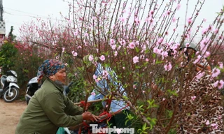 Hà Nội: Chợ hoa vắng khách, người trồng đào ngóng thời tiết đẹp để 'đẩy' hàng