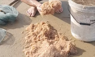 Đi vớt ruốc như đi tắm biển buổi sáng