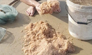 Đi vớt ruốc như đi tắm biển buổi sáng