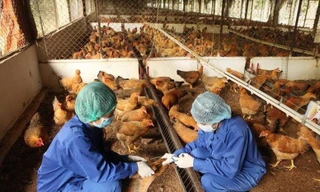 Đề xuất nhân viên chăn nuôi, thú y được hưởng 1,5 lần mức lương cơ sở