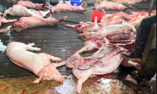 Vụ lợn bệnh vào trường học, lộ 2 trường dùng thịt của Công ty Cường Phát