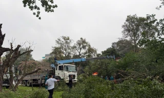 Khắc phục sự cố cây si gãy đổ khiến hai người bị thương tại vườn hoa sát hồ Tây