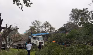 Khắc phục sự cố cây si gãy đổ khiến hai người bị thương tại vườn hoa sát hồ Tây