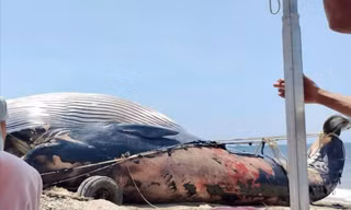 An táng xác cá voi khổng lồ dạt vào biển Lâm Đồng