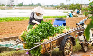 Vì sao giá rau củ ở Hà Nội tăng chóng mặt?