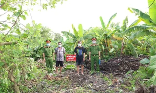 Hà Nội: Phát hiện, tiêu hủy lợn nhiễm bệnh dịch 