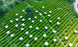 Thái Nguyên muốn thu 1 tỷ USD từ cây chè