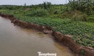 Viện kiểm sát vào cuộc vụ hút cát gây sạt lở đất trồng hoa màu ở Hưng Yên