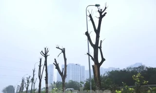 Hà Nội chặt hạ hơn 2.200 cây phục vụ dự án giao thông