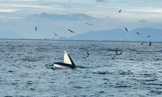 Chỉ trong một tuần, cá voi 2 lần xuất hiện ở vịnh Nha Trang 