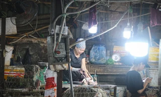 Hà Nội rà soát, chấm dứt hoạt động toàn bộ cơ sở giết mổ gia súc, gia cầm trong khu dân cư