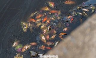 Hầu hết cá chép chết ngửa bụng sau 15 phút thả xuống hồ