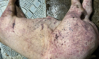 Hơn 300 tấn lợn bệnh tuồn vào trường học, chợ đầu mối: Lo ngại sức khỏe học sinh