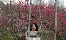 Thủ tướng đồng ý nghỉ 9 ngày Tết Nguyên đán Bính Ngọ 