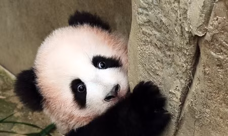 Không thấy 'Bukang-i' thì đã có 'báu vật mới của gia đình gấu trúc Bao'