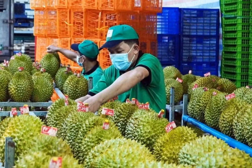 sau-rieng.jpg