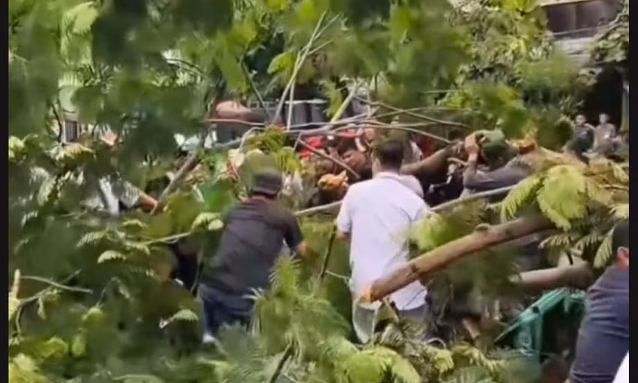 Cây phượng bật gốc đè chết một người đàn ông đang đứng trên vỉa hè