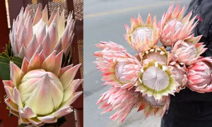 Hoa thảo đường hoàng đế.