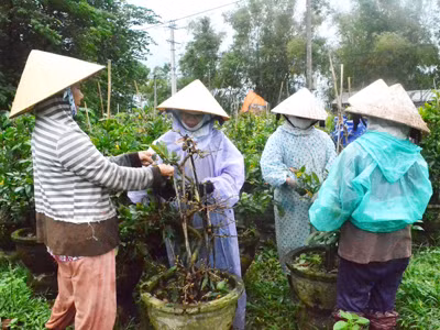 Mai Tết Bình Định náo nức xuất hàng