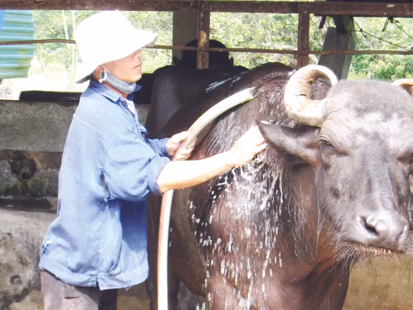 'Đại đệ tử' của Anh hùng Hồ Giáo
