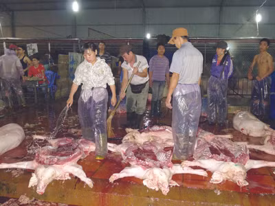 Rùng mình vào lò mổ 'bẩn' lúc nửa đêm