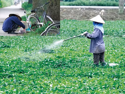 Thực phẩm nhiễm độc chờ… quy định