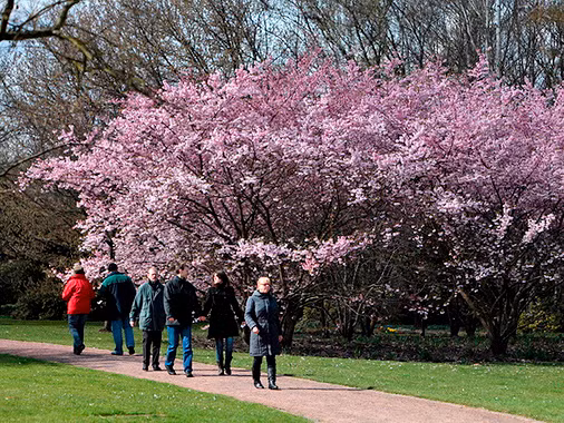 Hoa Anh Đào lung linh trong nắng ở Berlin