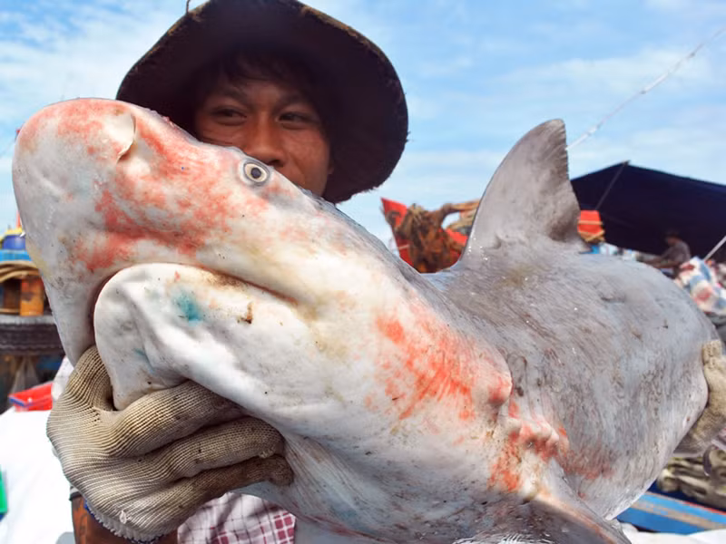 Làng săn cá mập