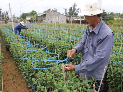 ‘Bán tháo gia súc vì sợ tận thế’ là tin đồn thất thiệt